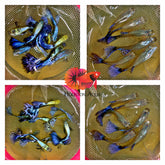 Purple Dragon Mosaic Halfmoon Guppy